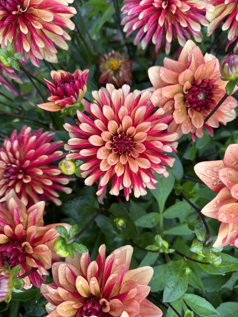 Dahlia 'BV's Aurora'